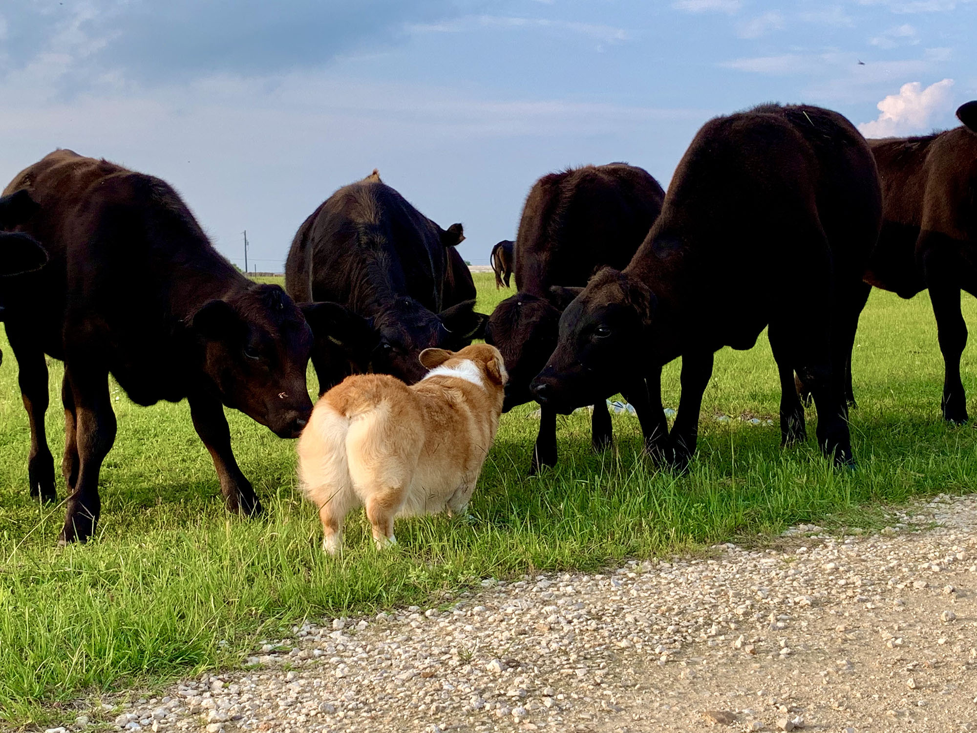 Molly Letter_Nov. 2021_Cows with dog.jpg