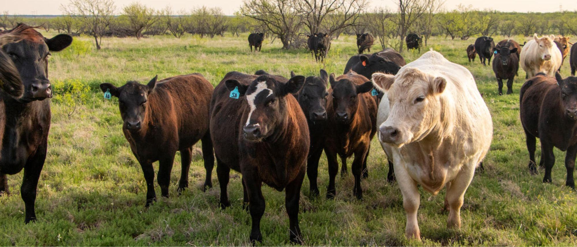 Cows on wheat