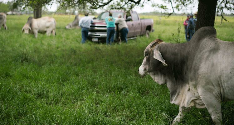 People gathering in field with cattle