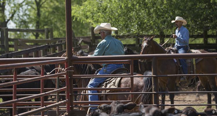 Ranching Photo_Sullivan Ranch.jpg