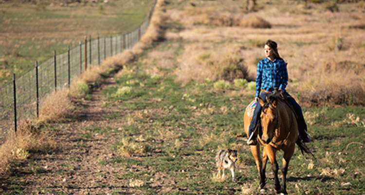 Girl on a horse with her dog