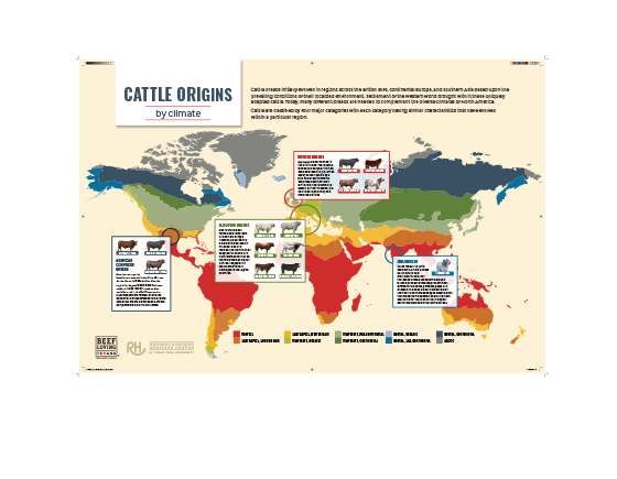 Cattle Breeds Poster